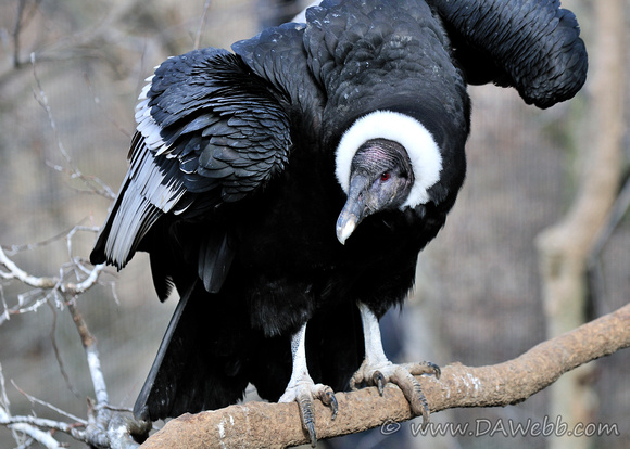 Andean Condor