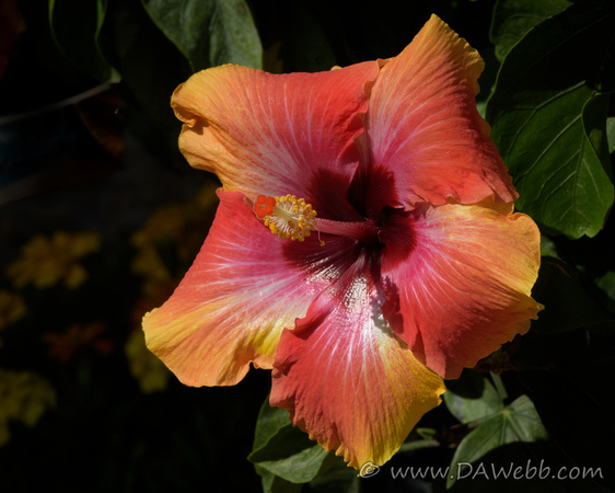 Hibiscus Rosa Sinensis