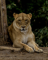 African Lion