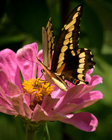 Swallowtail Frosting