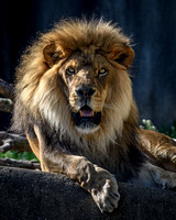 African Lion