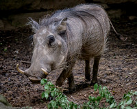 Pumbaa?