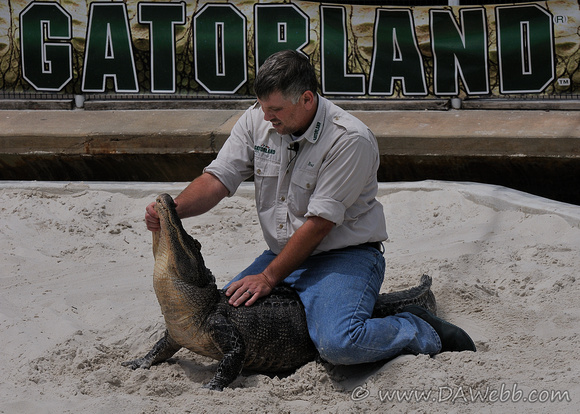 Gator Wrestlin'