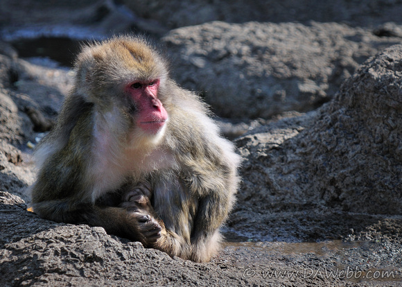 Japanese Macaque