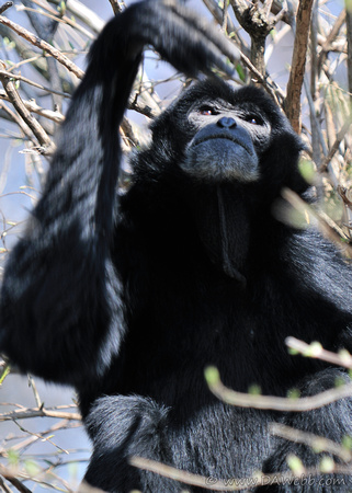 Siamang Gibbon