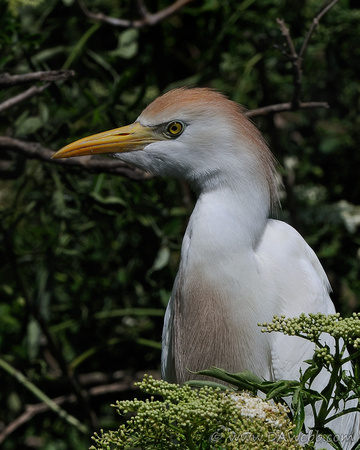 Cattle Egret