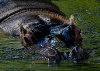 Homosassa Springs