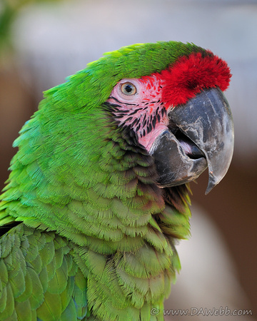 Military Macaw