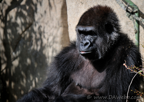 Western Lowland Gorilla